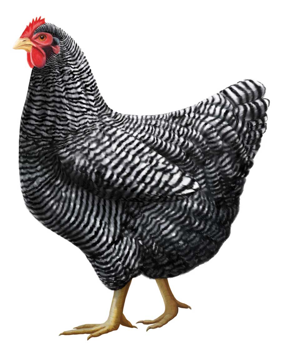 Barred Rock Pullet