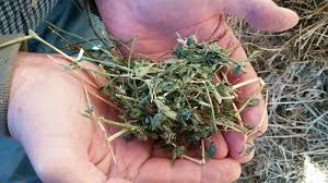 Bulletproof Forage Preservative - Dry