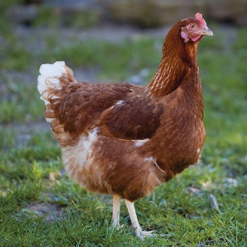 Easter Egger Pullet