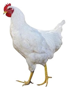 Cornish Rock Broiler Chick