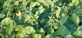 Laredo Haybeans