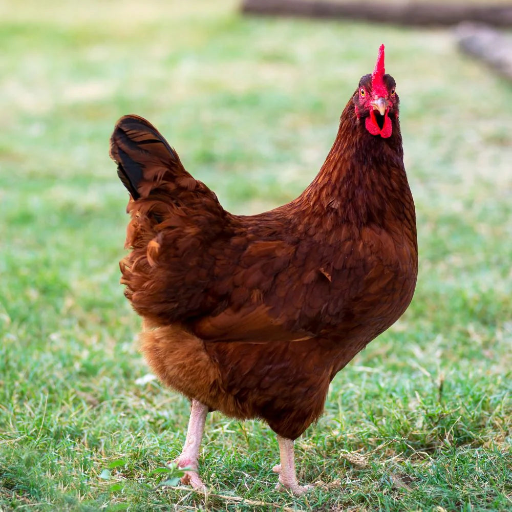 Rhode Island Red Pullet