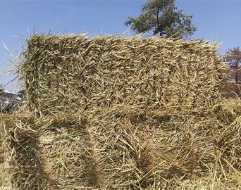 Brome Hay