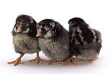 Silver Laced Wyandotte Chick