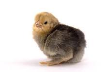 Buff Brahma Chick