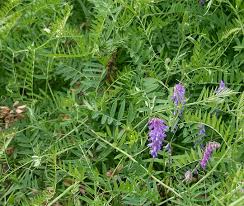 Coated and Inoc Hairy Winter Vetch