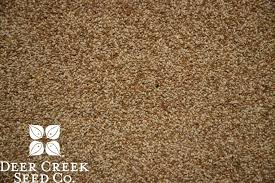 VNS Timothy Seed 50#