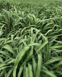 Cow Pro Hybrid Pearl Millet 50#