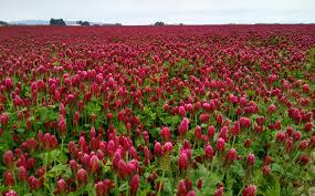 Crimson Clover