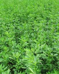 Venus Brand Alfalfa