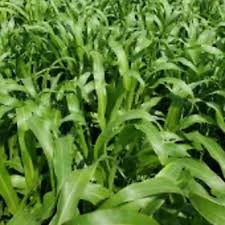 Radish VNS 50#