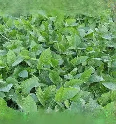 Iron & Clay Cowpeas 50#