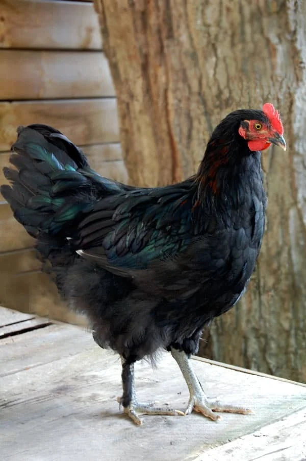 Black Maran Pullet
