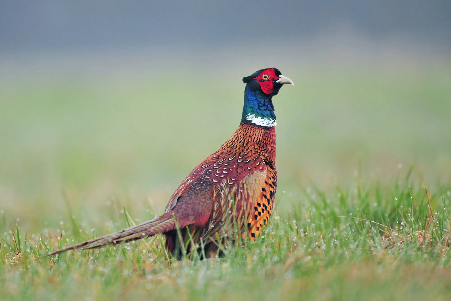 Chinese Ringneck Pheasant Chick