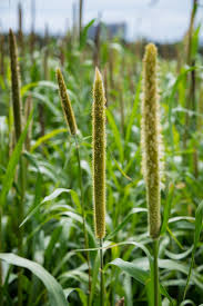 Epic BMR Pearl Millet