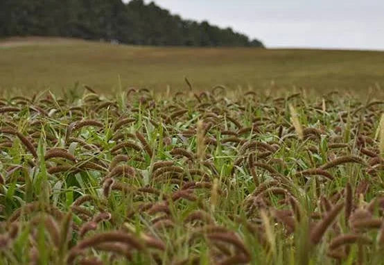 German Millet