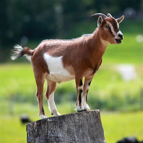 CSD Goat Mineral