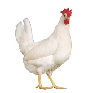 Hyline White Leghorn Pullet