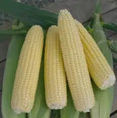 Ounce Sweet Corn Iochief