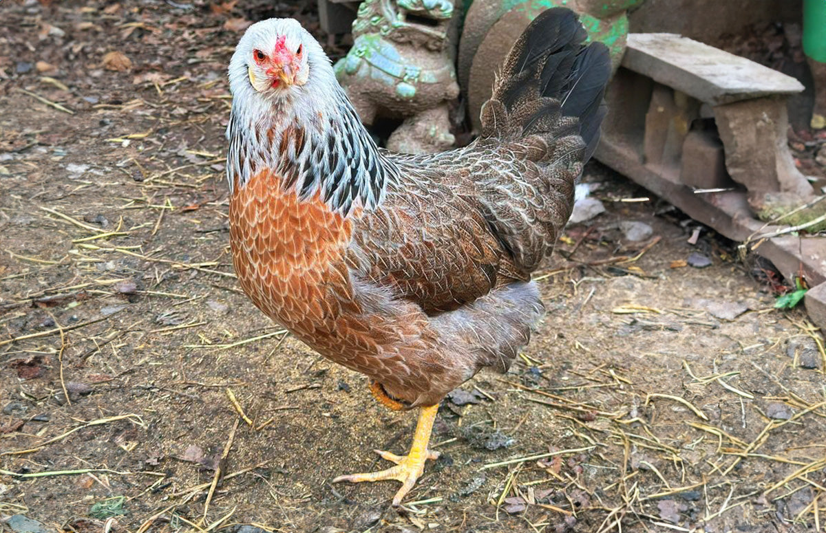 Prairie Bluebell Egger Pullet