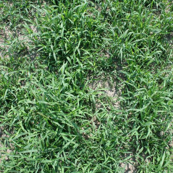 Red River Crabgrass