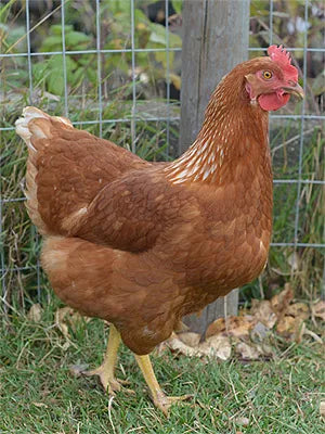 Red Sex Link Chicks