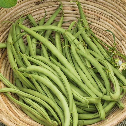 Ounce Contender Green Beans