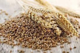 Outlaw Triticale 2000# Tote Awnless