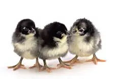 Jersey Giant Chick