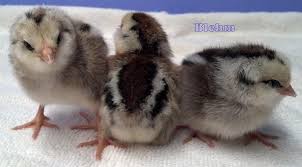 Ameraucana Chick