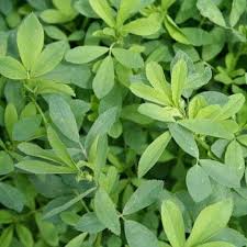 VNS Alfalfa Coated