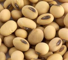 381 XF Soybeans - 3.8 maturity