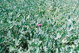 Austrian Winter Peas