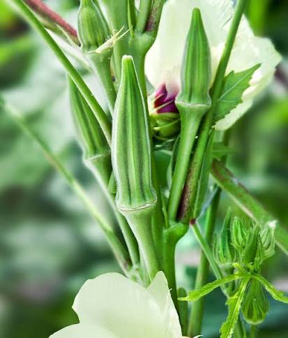 Okra, Clemson Spineless 1# bag