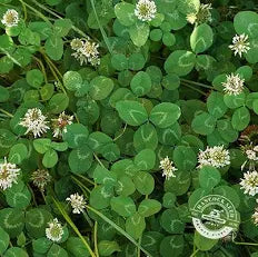 Stamina White Clover 25#